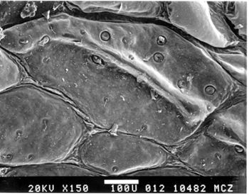 Media type: image; Herpetology R-127481